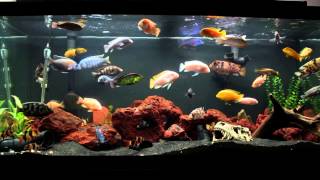 10 Minutes of an African Cichlid Fish Tank [upl. by Loris]