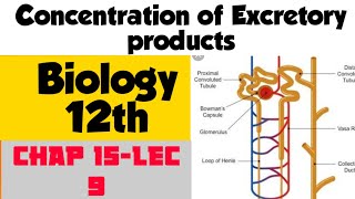 Concentration of Excretory products  Biology 12  Chapter 15 Lecture 9 [upl. by Letizia333]