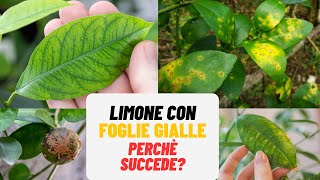 LIMONE con FOGLIE GIALLE cause e rimedi  WampA Gardens giardinaggio ed orticoltura [upl. by Anahcra]