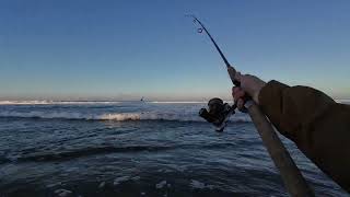 Late Winter Surf Fishing surffishing surfperch montereybay [upl. by Amado557]