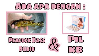 Bongkar Rahasia  Tips Memaksimalkan Marking Peacock Bass Kelberi Bahia Burik Gold 24K [upl. by Ramonda902]