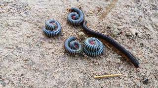 A lot of Millipede Cute Cute to make Circle But some Friend to try Running so Fast OuDom1jm5ji [upl. by Anawal]