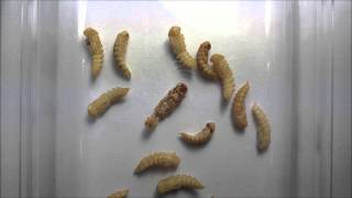 Time lapse of mealworm becoming a darkling beetle Full HD [upl. by Rentsch]