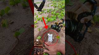 AMAZING TREASURE FOUND  METAL DETECTOR  metaldetecting treasurehunting shorts [upl. by Eilitan]