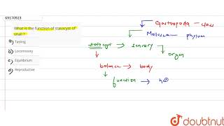 What is the function of statocyst of snail [upl. by Nicolella]