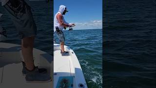 Tagging Tampa Bay Cobia cobia cobiafishing fishing tampabay [upl. by Eenitsed]