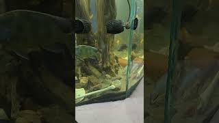 Vieja Fenestratus aquarium fishaquarium fish oscartank fishroom basementfishroom aquariumfish [upl. by Olecram]