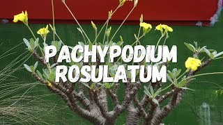 Pachypodium Rosulatum Um Guia Desta Planta [upl. by Ecirahc]