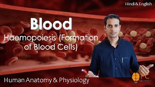 Haemopoiesis Formation of Blood Cells RBCs WBCs and Platelets [upl. by Ymaj]