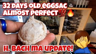 Chromatopelma cyaneopubescens Breeding update and eggsac pulling JDs Tarantulas Merch 🔥👕🔥👕🔥 [upl. by Edlyn398]