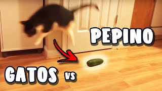 GATOS VS PEPINO  GATOS A FUGIR DE PEPINO [upl. by Magnolia]