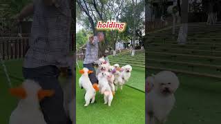 OMG Puppies Teach You To Move funnyanimals funnydog [upl. by Anomas]