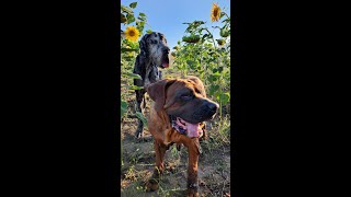 Gente encuentra dos perros abandonados después del incendio de una casa  El Dodo [upl. by Bael]