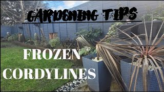 WHAT TO DO WITH FROZEN CORDYLINES 🤔 [upl. by Madelene]