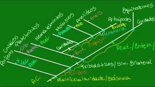 Filogenia do reino animal  Parte 2  Zoologia  Biologia [upl. by Moritz]