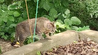 🦁 THE KING 👑 OF CHIPPEWA CREEK STREET 🛬 FOR BREAKFAST 🥞🍳🥞🍳🥞🍳🍳 [upl. by Straus]