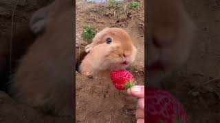 Rabbits eat tomatoes🍓🍓💕💕 [upl. by Dnar726]