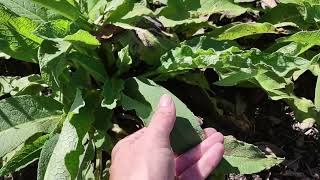 Plant Profile  True Comfrey 🌱 Florida Garden Zone 9b [upl. by Ruscher483]