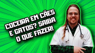 Cachorro e Gato com Coceira Problemas de Pele Feridas e Queda de Pelos ATUALIZADO 2021 [upl. by Ehav]