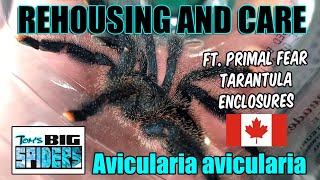 Avicularia Avicularia quotPinktoequot Care Ft Primal Fear Tarantula Enclosures [upl. by Ahsiugal]