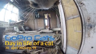 Cat with GoPro exploring abandon house 2 [upl. by Oicelem]