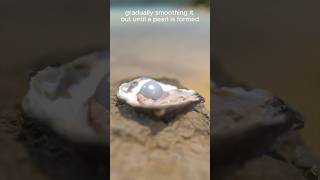 How Oysters Make Pearls  Incredible Animation Shows How Pearls Are Formed by Oysters [upl. by Lopez]