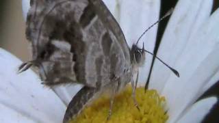 Farfalla su una Margherita  Butterfly on a Daisy [upl. by Hiamerej]