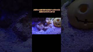 ハゼとテッポウエビの共生 halloween ハロウィン happyhalloween 水槽 熱帯魚 海水魚 テッポウエビ ギンガハゼ [upl. by Ahsinuq858]