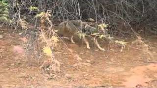 Coyote in Kayenta Utahavi [upl. by Ready20]