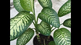 Reproduction Dieffenbachia [upl. by Nylassej]