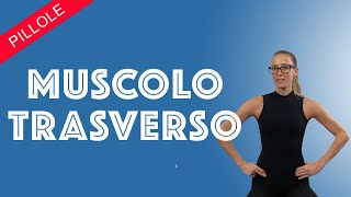 IL MUSCOLO TRASVERSO DELLADDOME [upl. by True78]