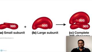 Prokaryotic Cell Ribosomes [upl. by Dorison394]