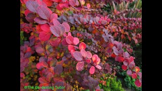 How to Prune Berberis by The Gardening TutorMary Frost [upl. by Aihcropal]