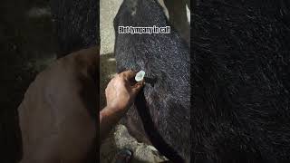 Treatment of blot tympany in calf punjabi song veterinary animals farming animalsdoctor short [upl. by Gabrila]