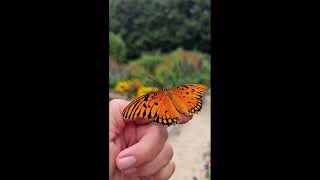 Releasing a Gulf Fritillary Butterfly nature flowers youtube garden southcarolina [upl. by Aixela]