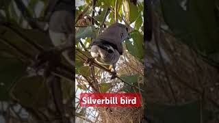 Silverbiill bird indian silverbill youtubeshorts [upl. by Farhi]