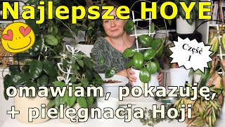 💚Cały stół w Hojach 💚Ulubione Hoye wszechczasów 💚 czym podlewam  letnia pielęgnacja i przegląd 💚💚 [upl. by Fleck]