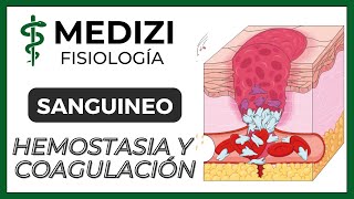 Clase 36 Fisiología Sanguínea  Hemostasia y coagulación Plaquetas IGdoctorpaiva [upl. by Gnilrets]