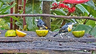 Spotcrowned Barbets Make an Uncommon Visit Till Scared Off By Blackchested Jay Nov 6 2022 [upl. by Nina743]