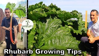 Grow MASSIVE Rhubarb with These Expert Tips Ultimate Beginners Guide [upl. by Rehctelf]