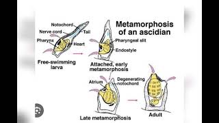 Ascidian tadpole larvanew viral vedioyoutubevedio [upl. by Znerol]