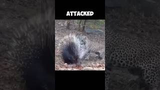 How Porcupines Protect Themselves  Amazing Facts 🤓 [upl. by Boice]