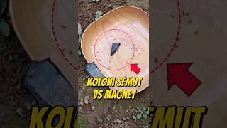 EKSPERIMEN KOLONI SEMUT VS POTONGAN MAGNET 🧲 eksperimen semut semutkecil semuthitam semutapi [upl. by Eiramyma35]