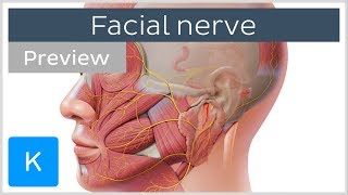 Facial nerve branches and course preview  Human Neuroanatomy  Kenhub [upl. by Nichol]