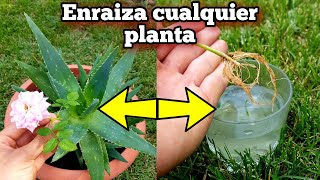 NADIE conoce ni HIZO este ENRAIZANTE casero NATURAL para Enraizar Cualquier Planta con hormonas [upl. by Sewell]