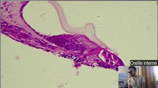 Histologie  Loreille interne Cochlée et Organe de Corti [upl. by Nojed352]