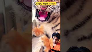 Dangerous Tiger Cub shorts cubs tiger tigerfamilylife [upl. by Iroc]