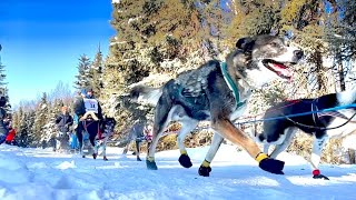 Iditarod 2023 Ceremonial Start [upl. by Alegna]