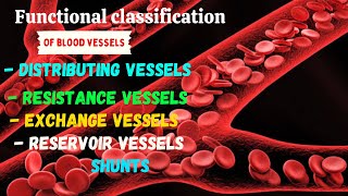 Functional classification of blood vessels [upl. by Corrinne]