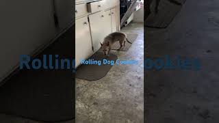 Rolling Dog Cookies to My 3 Dogs funnydogs dogtreats gooddogs [upl. by Ahsenet10]